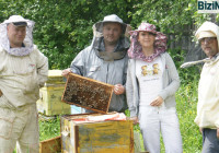 Разведение пчел как бизнес