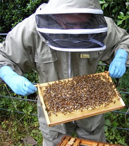 Разведение пчел как бизнес с нуля