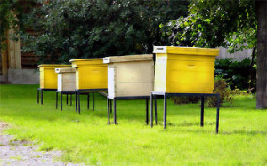 Разведение пчел как бизнес в домашних условиях